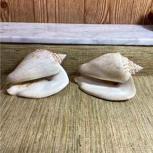 Pair of Natural Milk Conch Shells 6”